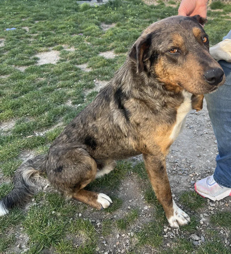 Franklin thumbnail 2