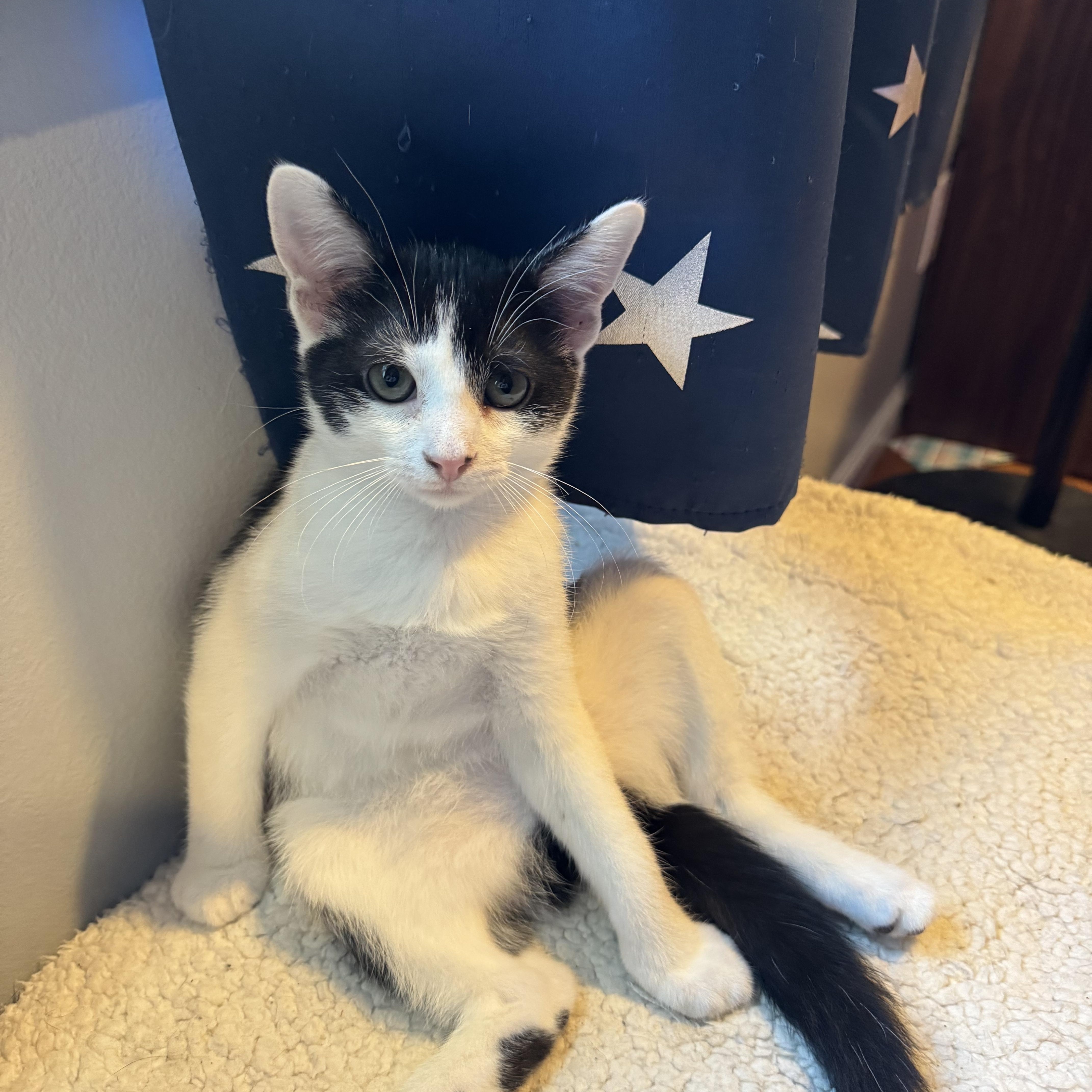 A baby medium-sized male Black & White / Tuxedo Domestic Short Hair cat named Ali for adoption in Old Bridge, NJ