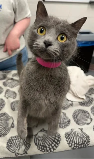A young small-sized female Domestic Short Hair cat named Mikyla for adoption in Peoria, IL