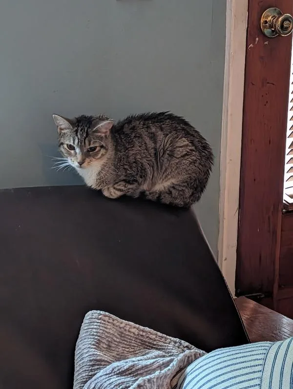 A young small-sized female Domestic Short Hair cat named Vier for adoption in Ridgewood, NY