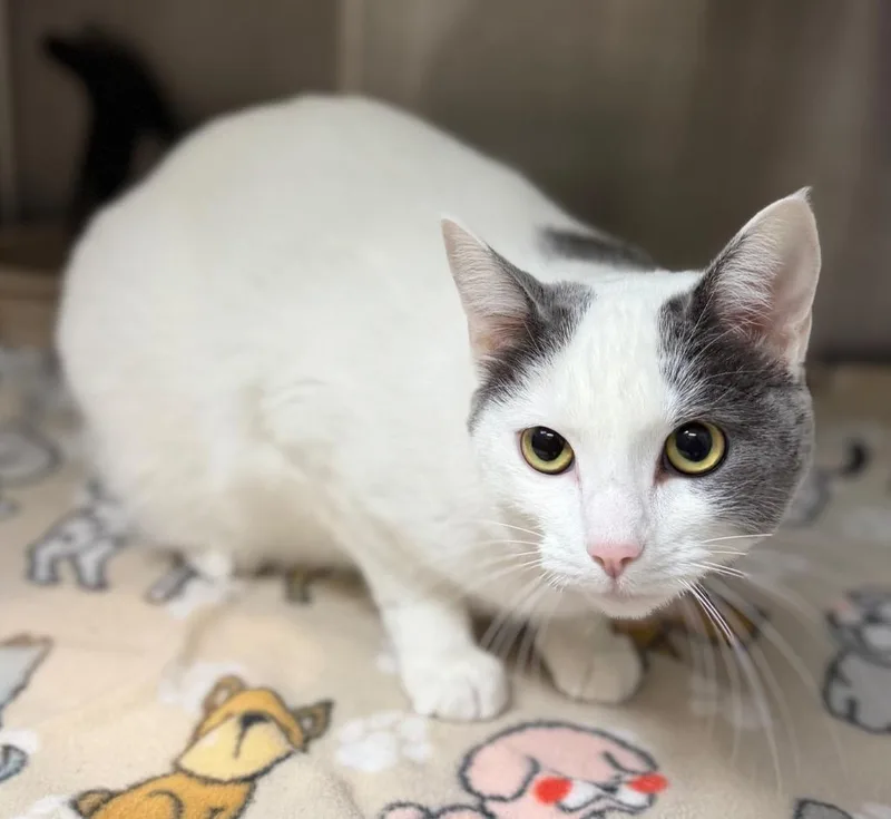 A young medium-sized female Domestic Short Hair cat named Marshalita for adoption in Columbus, NE