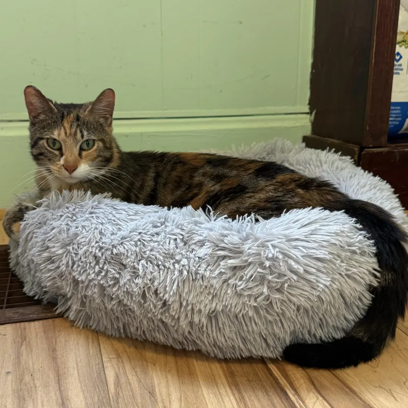 An adult medium-sized female Torbie cat named Button for adoption in Altoona, PA
