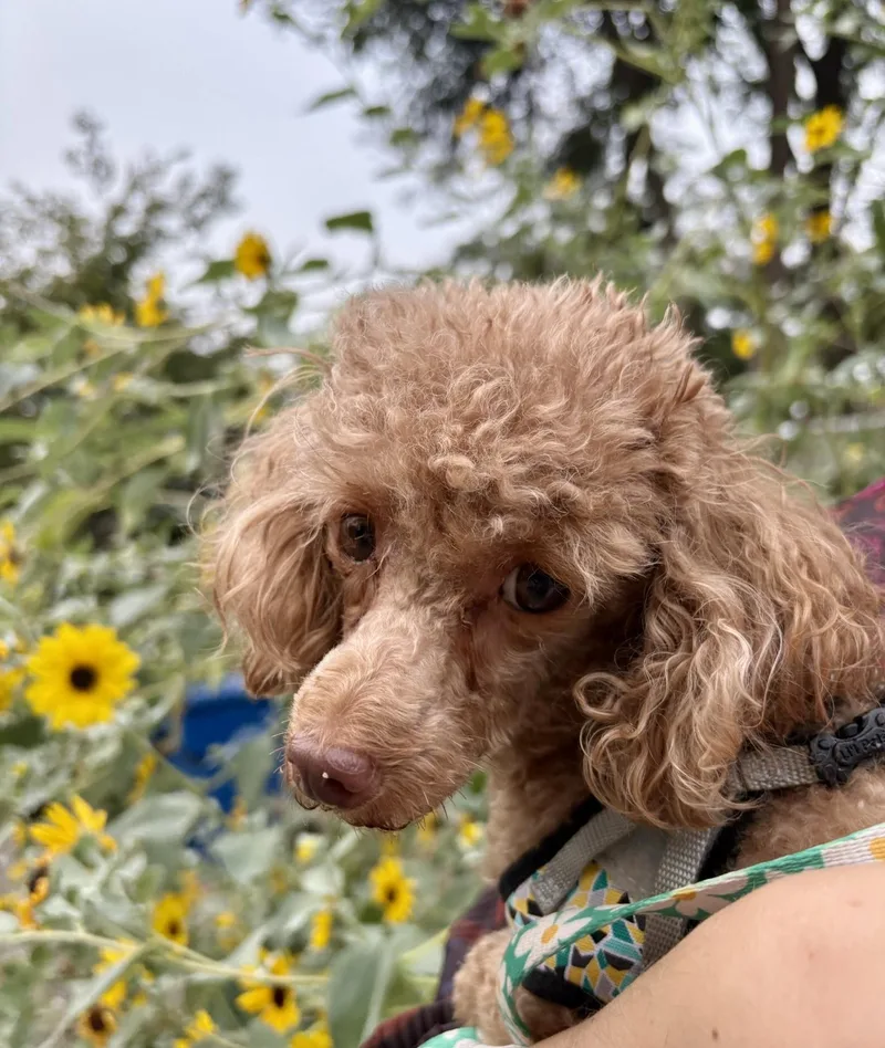 A young small-sized female Poodle (Toy) dog named Blossom for adoption in Atlanta, GA