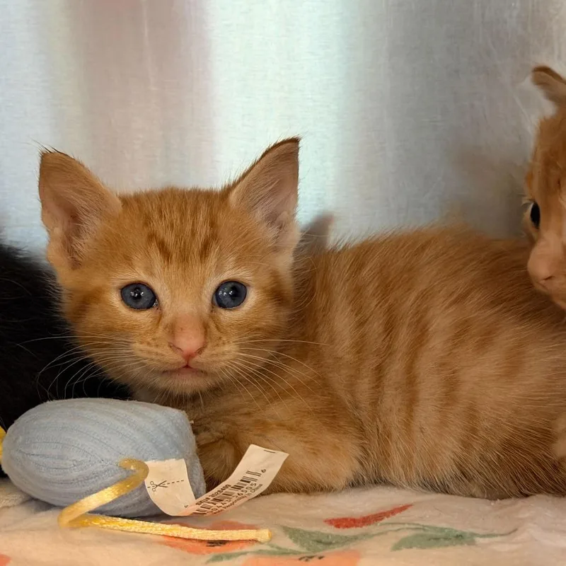 A baby small-sized female Orange / Red Domestic Short Hair cat named Penne for adoption in Los Angeles, CA