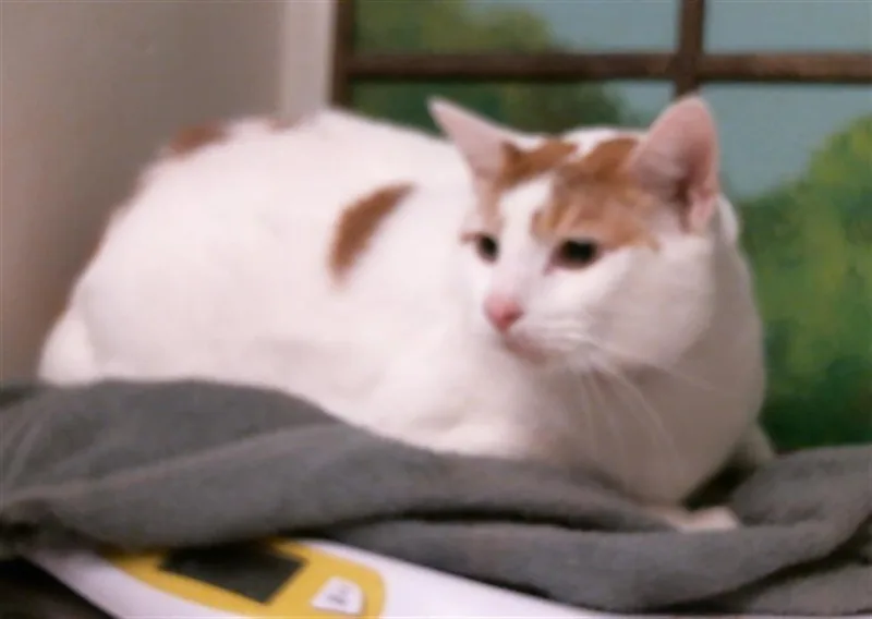 An adult large-sized male Domestic Short Hair cat named Mish for adoption in Houston, TX