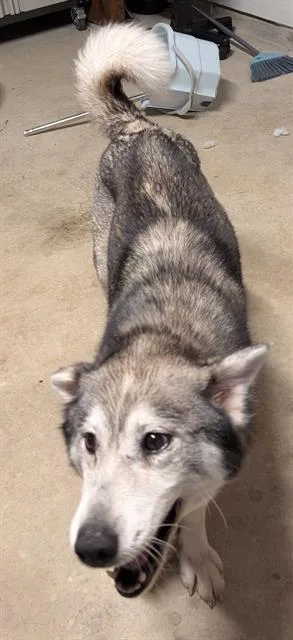 An adult large-sized female Husky dog named Ora Lee for adoption in San Antonio, TX