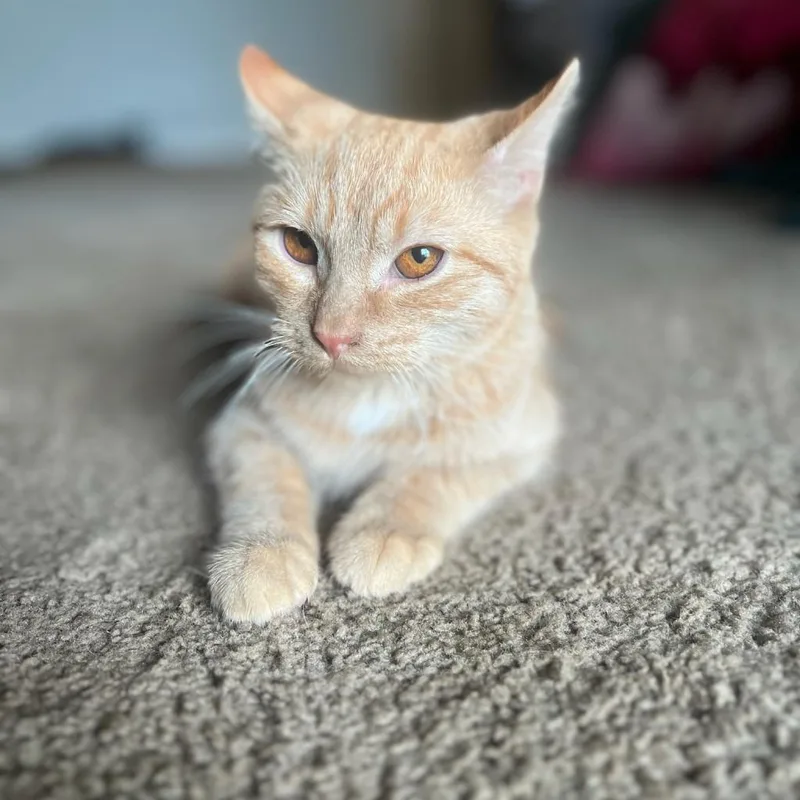 An adult medium-sized male Orange / Red American Shorthair cat named Ronald Weasley for adoption in Tipton, IN