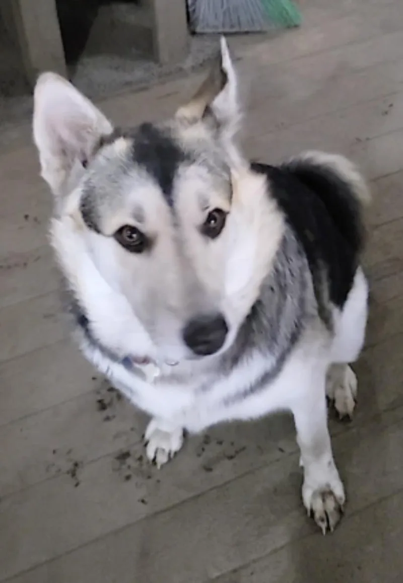 An adult large-sized female Siberian Husky dog named Badb for adoption in Amherst, MA