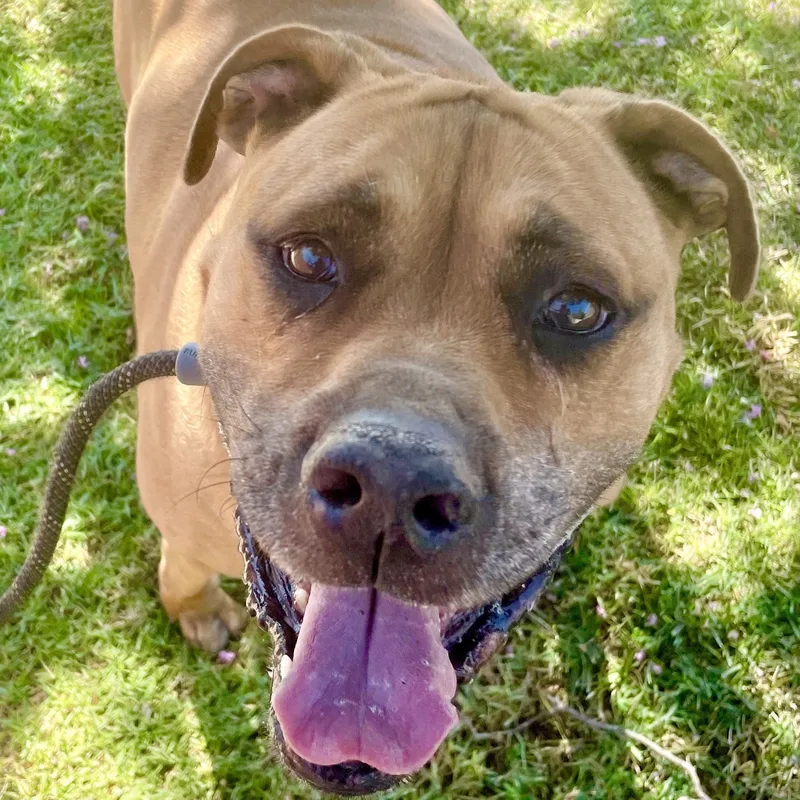 C.j. Best Smile thumbnail 3