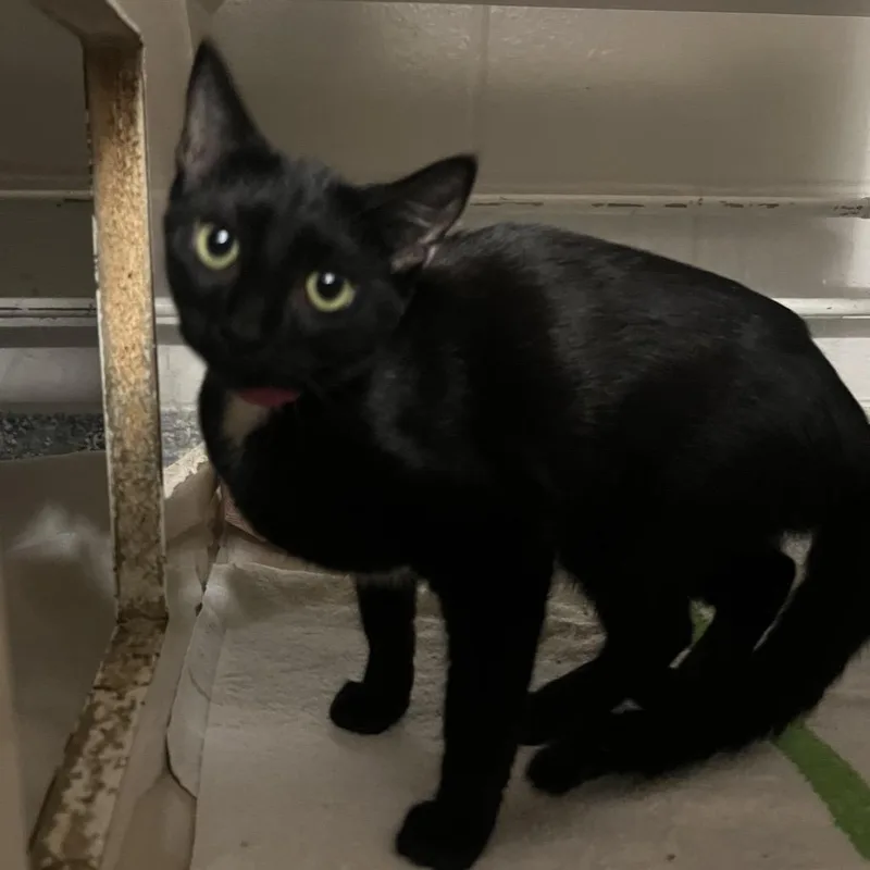 A young medium-sized female Black Domestic Short Hair cat named Dotty for adoption in Fairport, NY