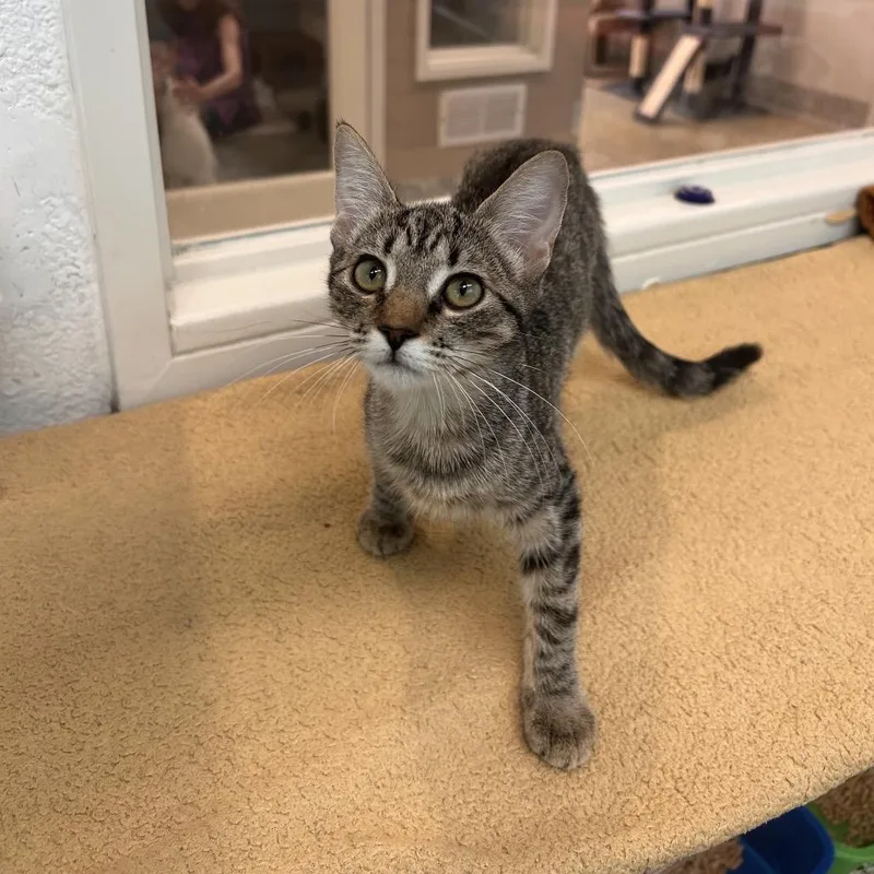 A baby small-sized female Brown / Chocolate Domestic Short Hair cat named Hazelnut for adoption in Fresno, CA