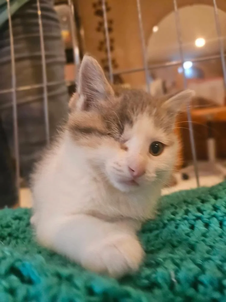 Lucie thumbnail 2