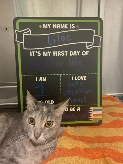 A young small-sized female Domestic Short Hair cat named Lilac for adoption in Columbus, IN