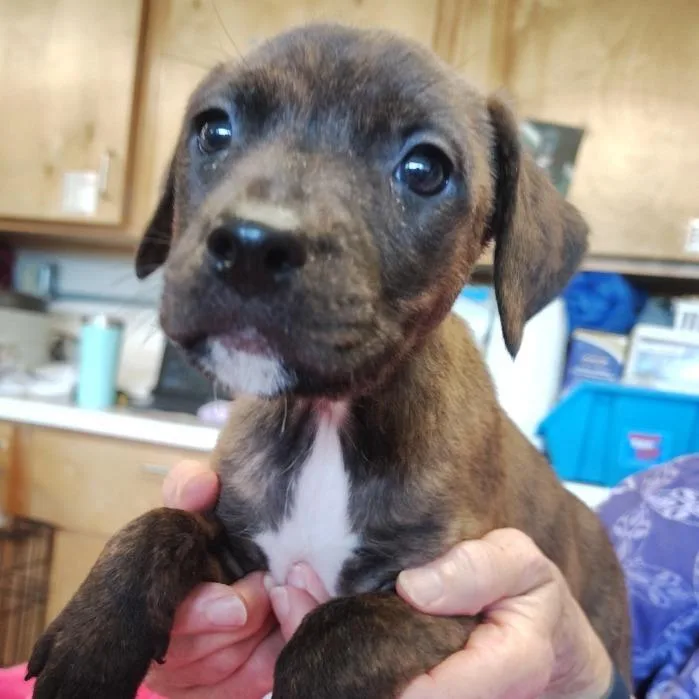 A baby small-sized female Brindle Mixed Breed dog named Lisa for adoption in Grand Rapids, MI