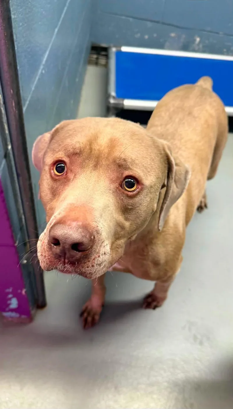 A young medium-sized male Pit Bull Terrier dog named Blue for adoption in Rowlett, TX