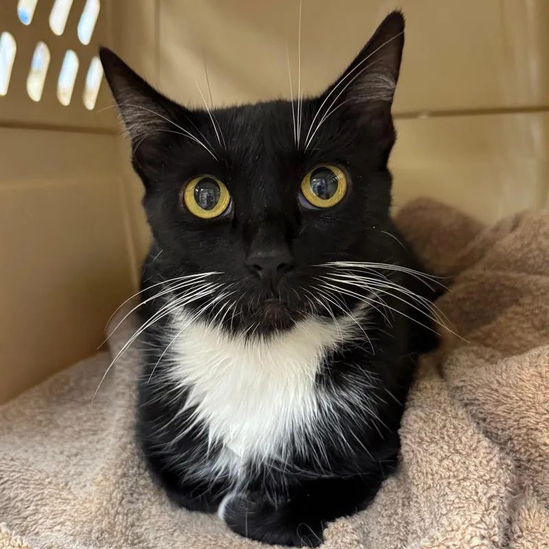 An adult medium-sized female Black Domestic Short Hair cat named Focaccia for adoption in Birmingham, AL