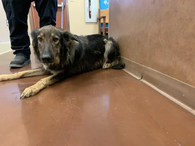 A young large-sized female Shepherd dog named Jackie for adoption in Thousand Palms, CA