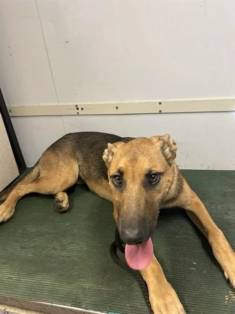 A young small-sized female German Shepherd Dog dog named Willow for adoption in Baldwin Park, CA