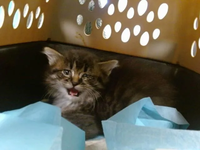 A baby small-sized male Domestic Medium Hair cat named A for adoption in Oklahoma City, OK