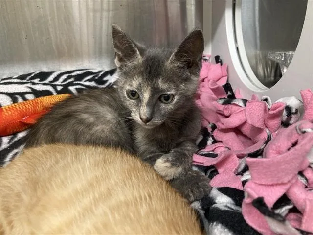 A baby small-sized female Domestic Short Hair cat named Neptune for adoption in Tustin, CA