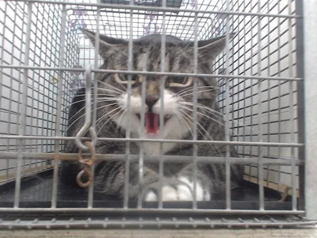 A senior small-sized female Domestic Long Hair cat named Zoe for adoption in Orlando, FL