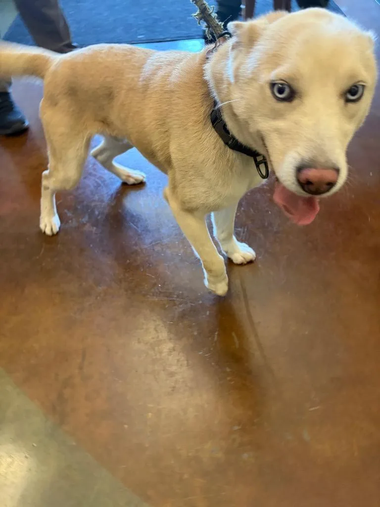 A young large-sized male Mixed Breed dog named Jax for adoption in Gallatin, TN