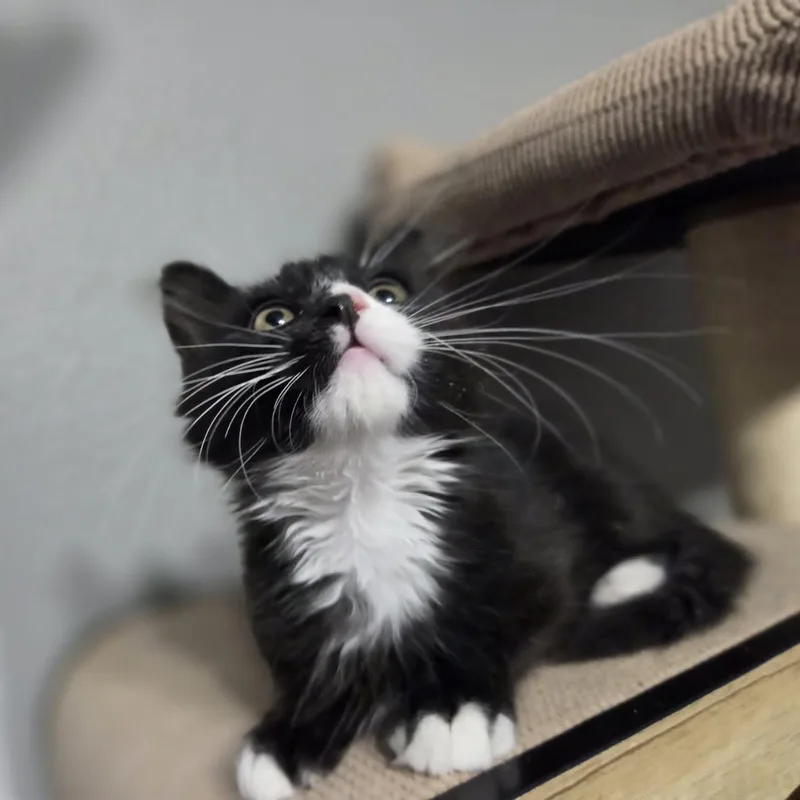 A baby medium-sized male Black & White / Tuxedo Domestic Medium Hair cat named Hawk for adoption in Loveland, CO