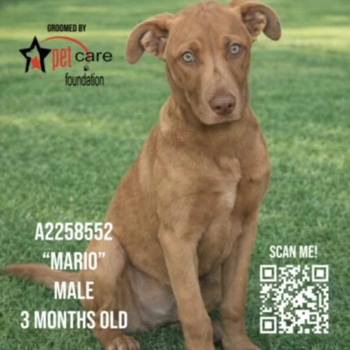 A young medium-sized male Mixed Breed dog named Mario for adoption in Los Angeles, CA