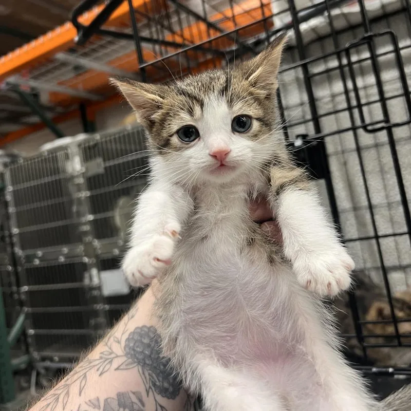 A baby small-sized male Brown / Chocolate Domestic Short Hair cat named Beanie for adoption in Las Vegas, NV