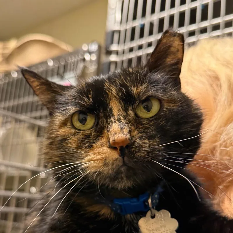 An adult large-sized female Brown / Chocolate Domestic Medium Hair cat named Tootie for adoption in Chattanooga, TN