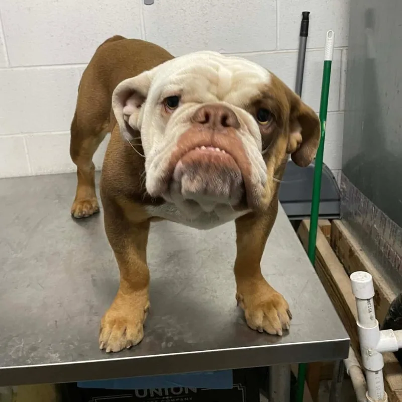 An adult medium-sized male Brown / Chocolate English Bulldog dog named Mugsy Malone C for adoption in Allen, TX
