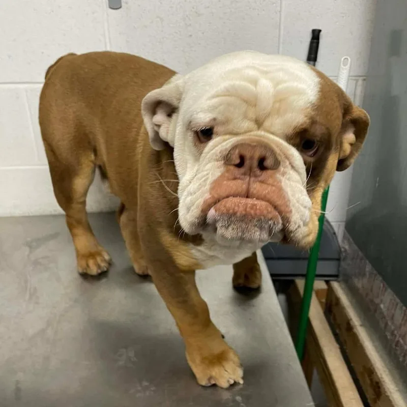 Mugsy Malone C thumbnail 2