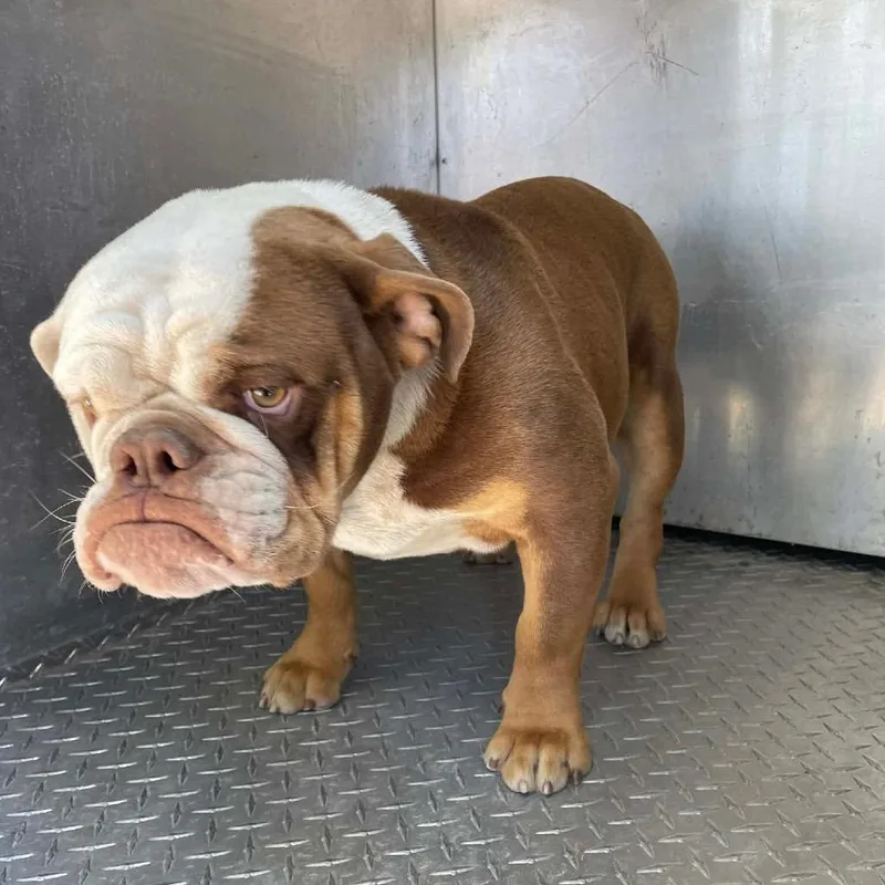 Mugsy Malone C thumbnail 3