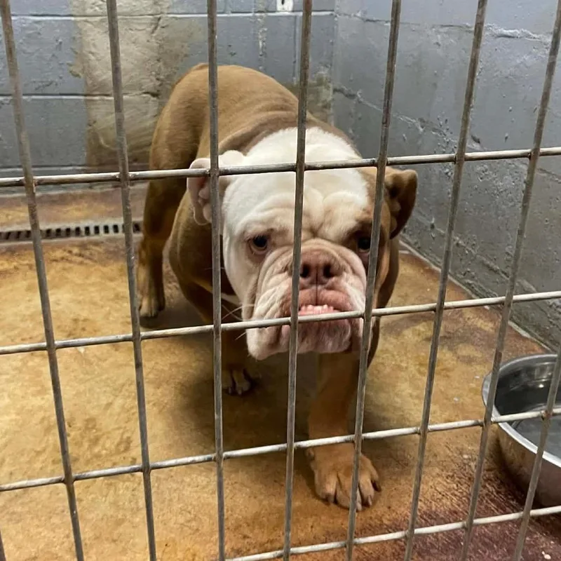 Mugsy Malone C thumbnail 4