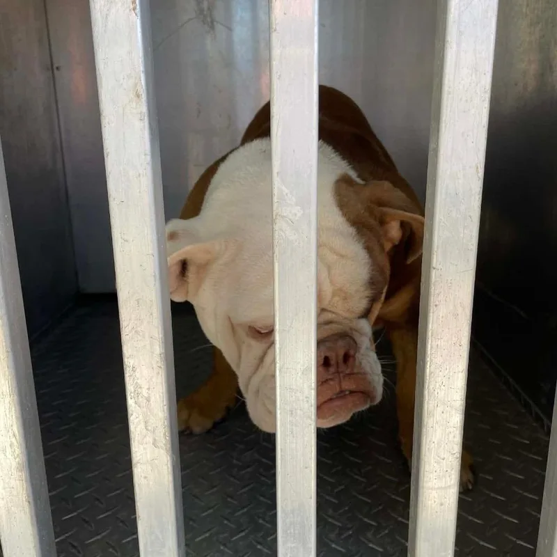 Mugsy Malone C thumbnail 5