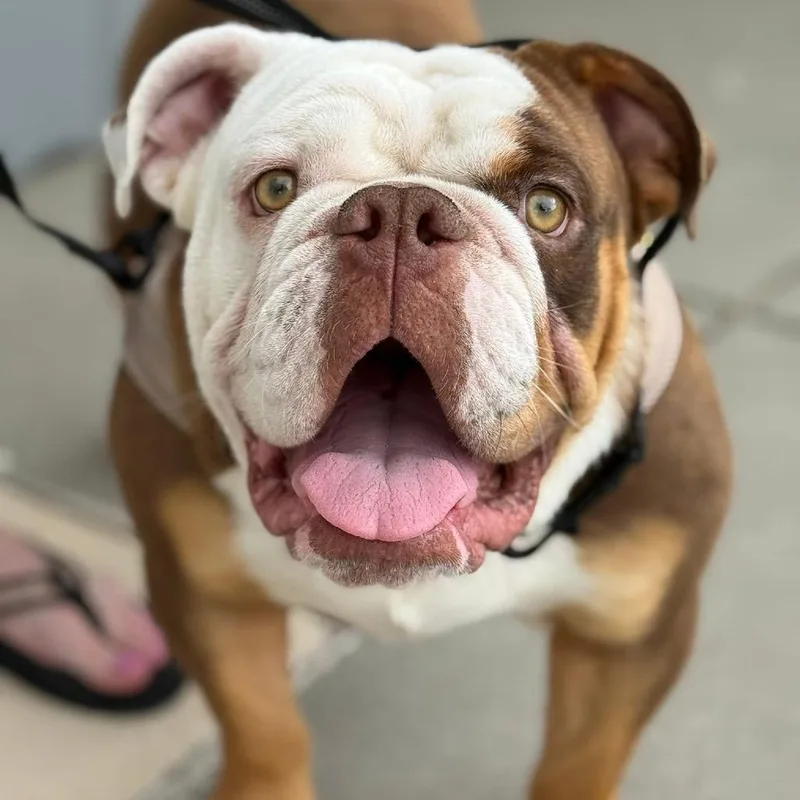 Mugsy Malone C thumbnail 6