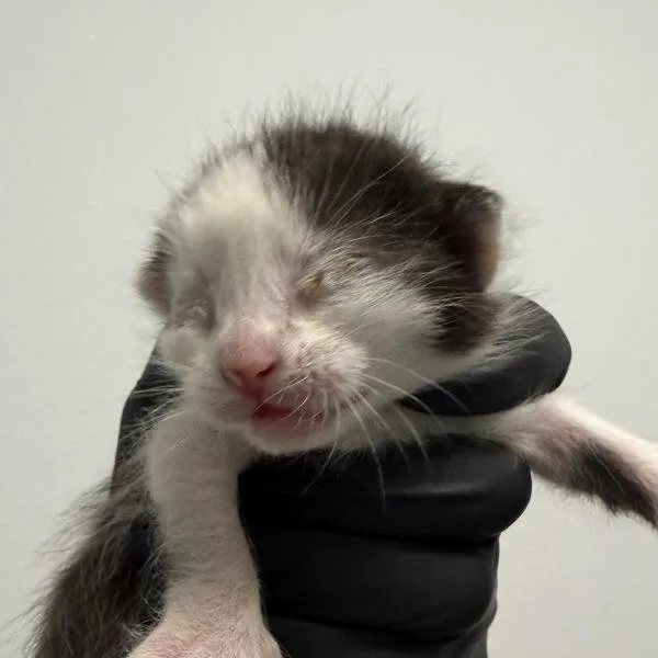 A baby small-sized male Domestic Short Hair cat named Pancake for adoption in El Cajon, CA