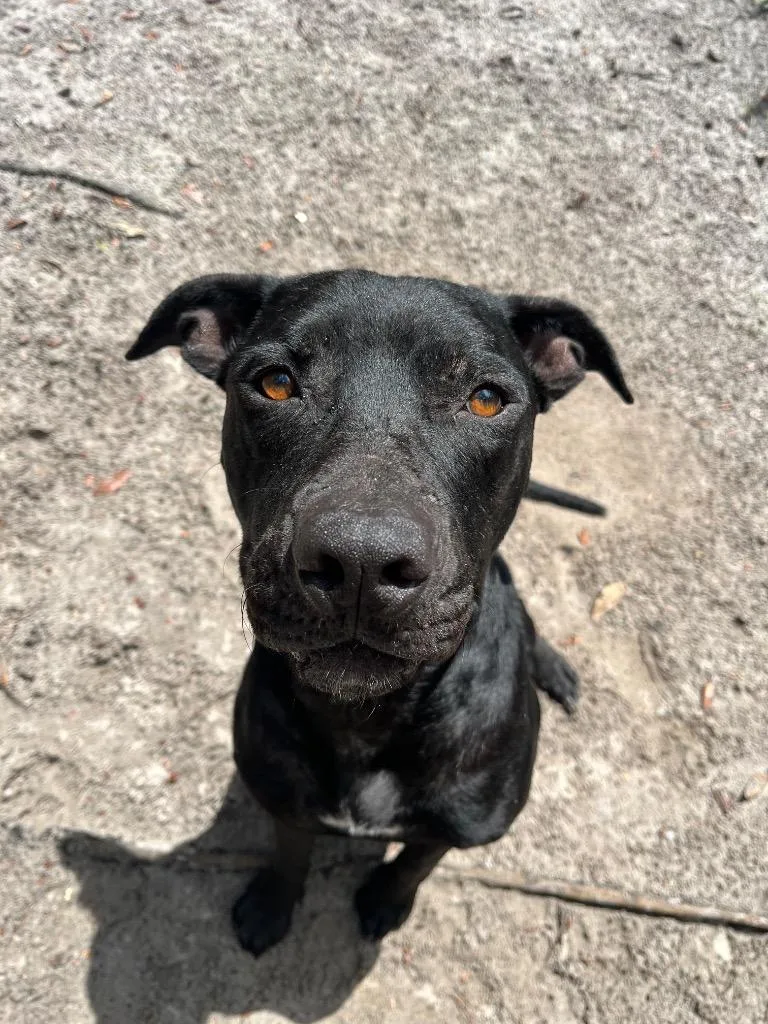 An adult large-sized male Mixed Breed dog named Onyx for adoption in St. Augustine, FL