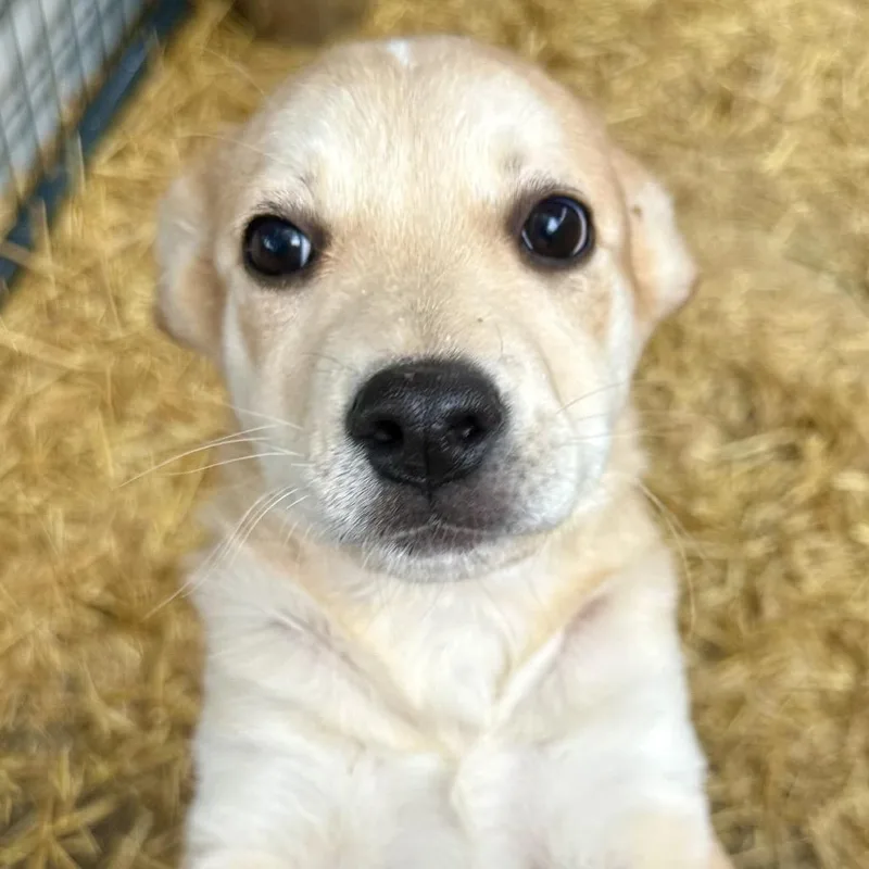 A baby small-sized male Yellow / Tan / Blond / Fawn Mixed Breed dog named Belmont for adoption in Moab, UT