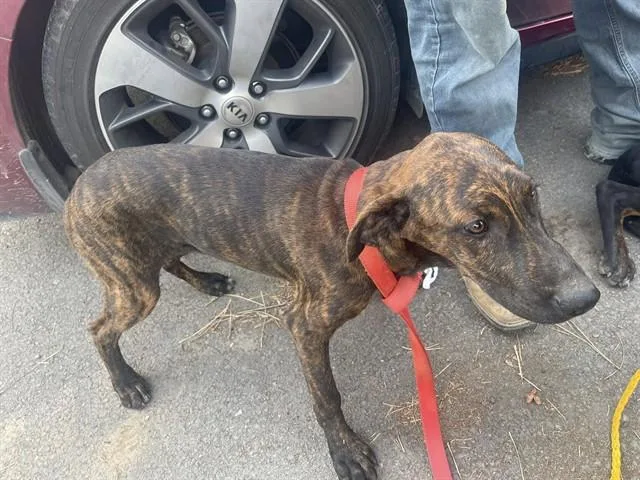 A young large-sized female Doberman Pinscher dog named Peanut for adoption in Fairfield, CA