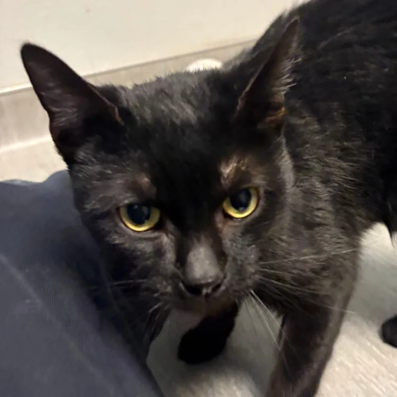 An adult medium-sized male Black Domestic Short Hair cat named Salem for adoption in Columbia Station, OH