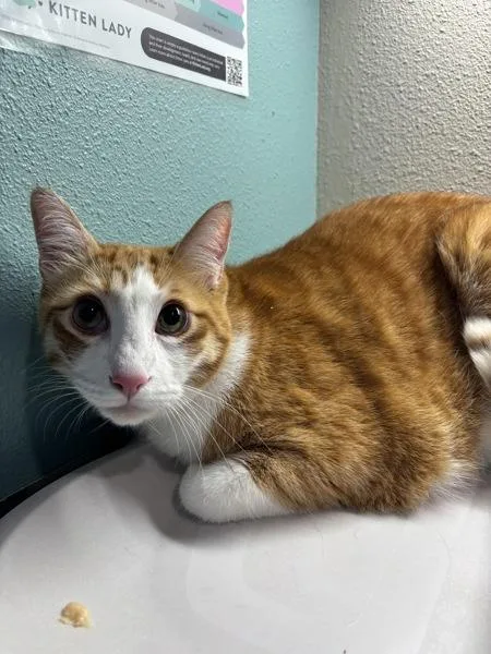 An adult small-sized male Domestic Short Hair cat named Sunny for adoption in Sherwood, OR