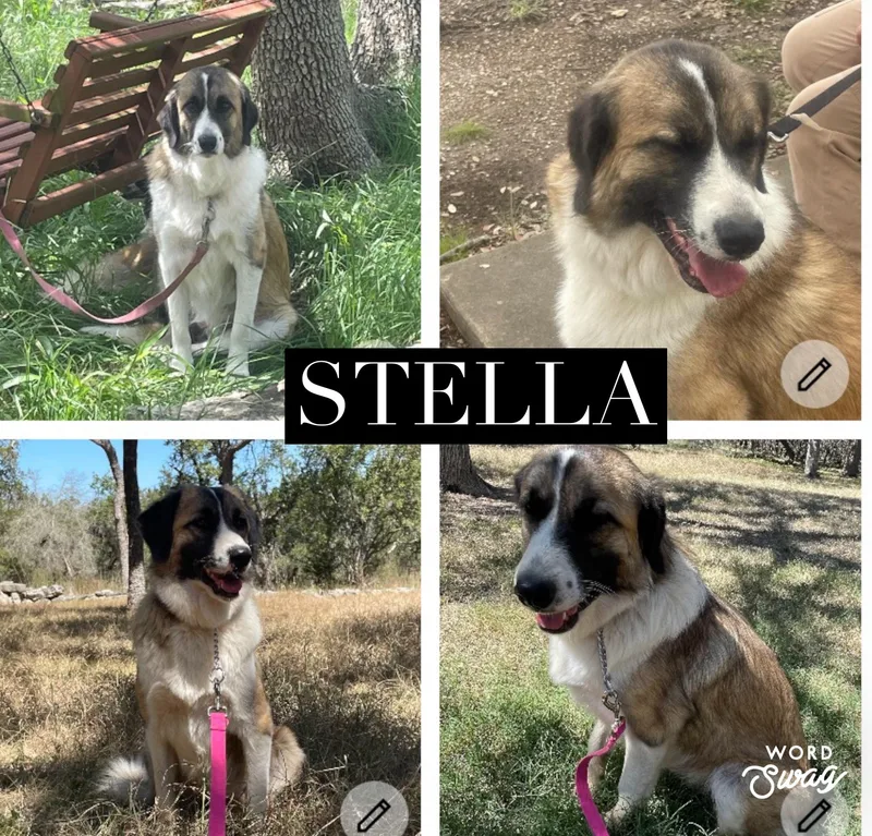 Stella