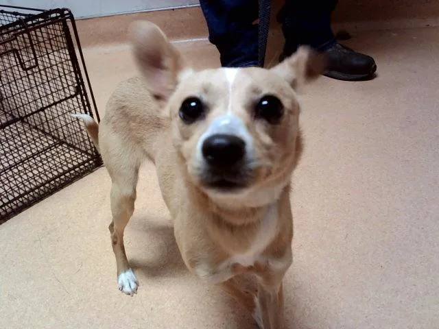 An adult small-sized female Terrier dog named A for adoption in Martinez, CA