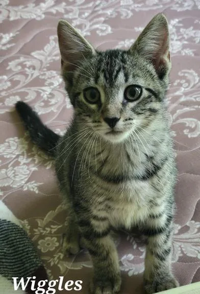 A baby medium-sized male Tabby (Brown / Chocolate) Domestic Short Hair cat named Rory for adoption in Liverpool, TX
