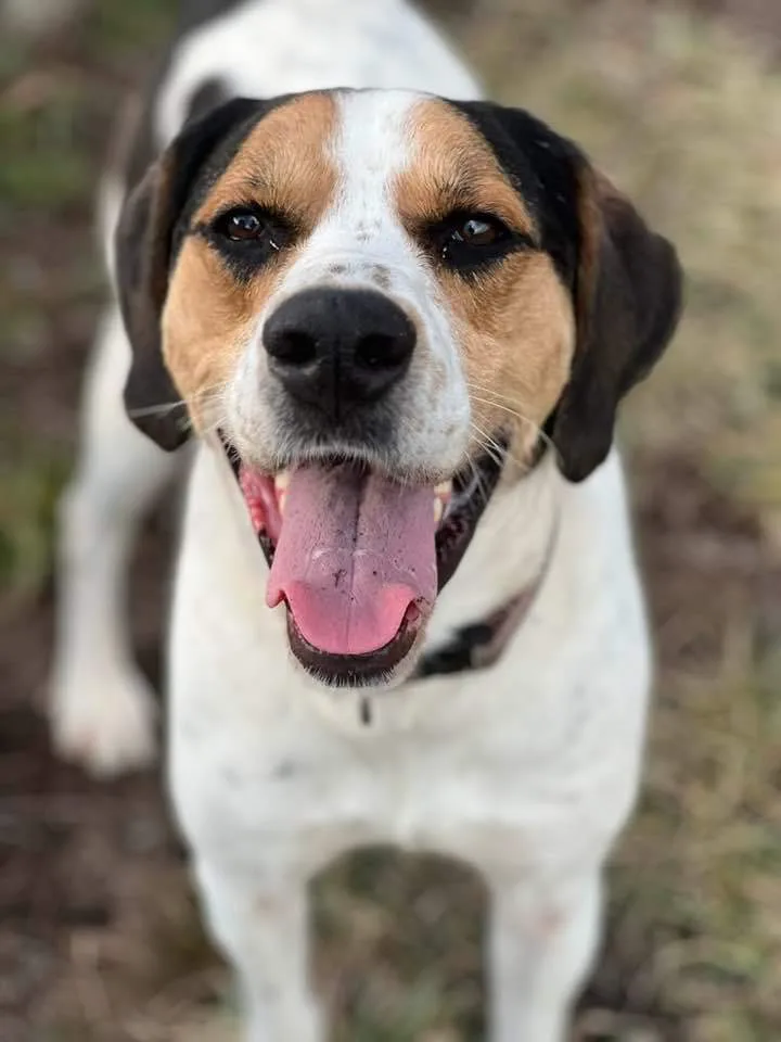 An adult large-sized male Tricolor (Brown, Black, & White) Treeing Walker Coonhound dog named Ogden for adoption in Indianapolis, IN