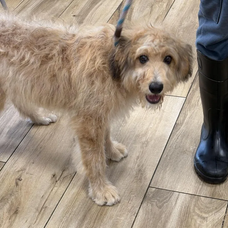 A baby large-sized female Yellow / Tan / Blond / Fawn Mixed Breed dog named Gracie for adoption in Newark, NJ