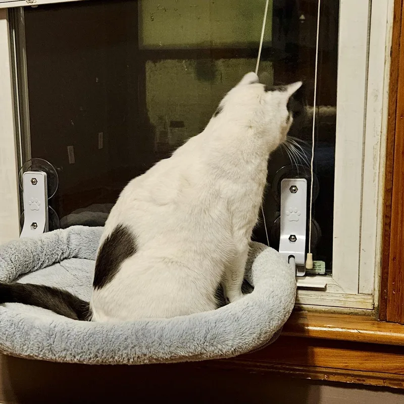 Marshmellow thumbnail 2