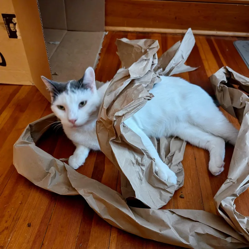 Marshmellow thumbnail 3