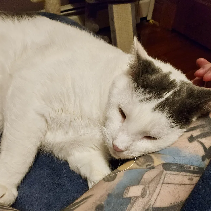 Marshmellow thumbnail 4